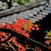 豪徳寺（紅葉）