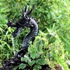 手水舎