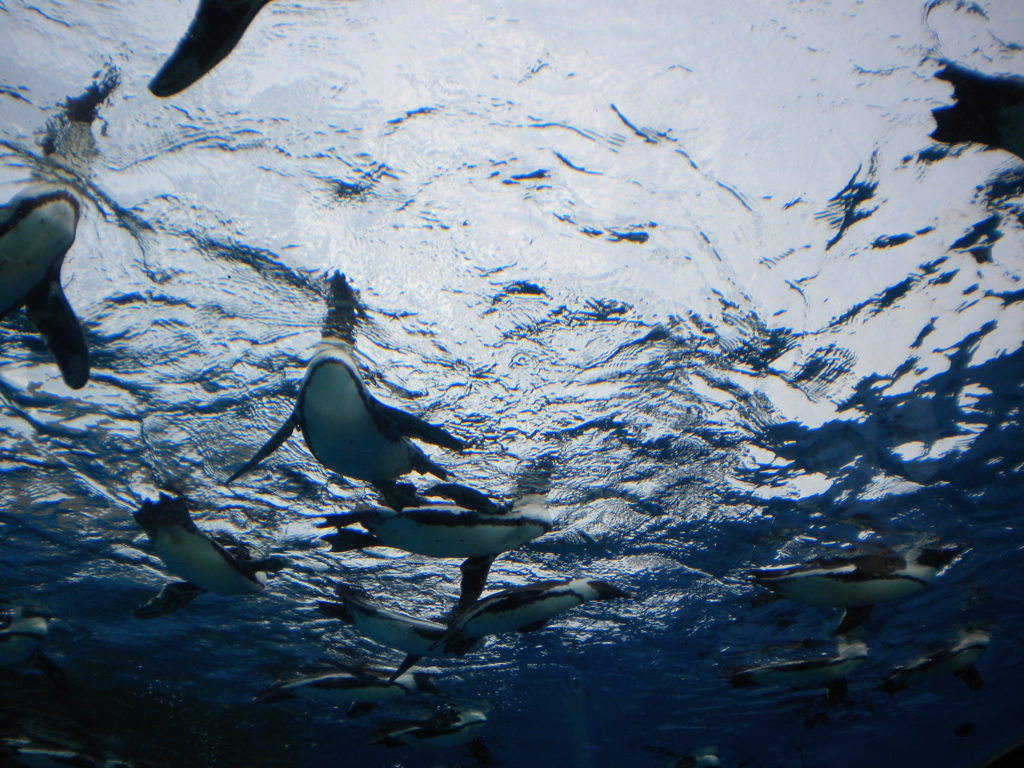 空飛ぶペンギン