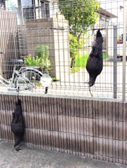 衝撃の光景