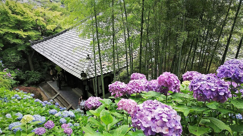 鎌倉長谷寺の紫陽花①