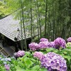 鎌倉長谷寺の紫陽花①