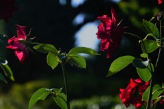 ＬＡＳＴ　ＰＡＳＳＩＯＮ