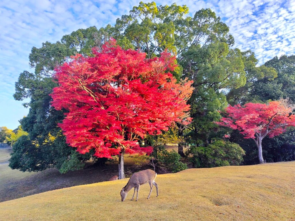 晩秋の大和路⑭
