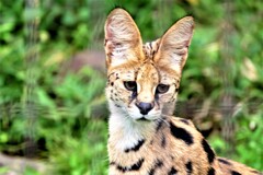 サーバルキャット②