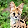 サーバルキャット②