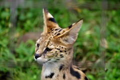 サーバルキャット逃走