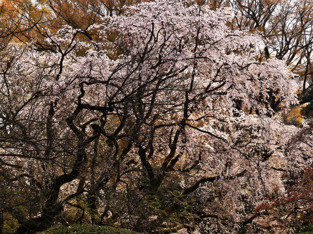 六義園の枝垂れ桜 (4)
