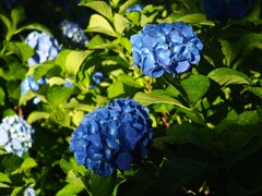 紫陽花の咲く公園 (1)
