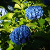 紫陽花の咲く公園 (1)