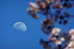 月見桜 (1)