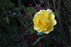冬の黄色い薔薇