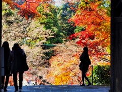 北鎌倉 円覚寺 (1)