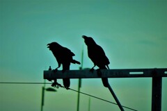 カラスが「かああ～」