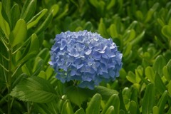 他の樹の間から失礼します。