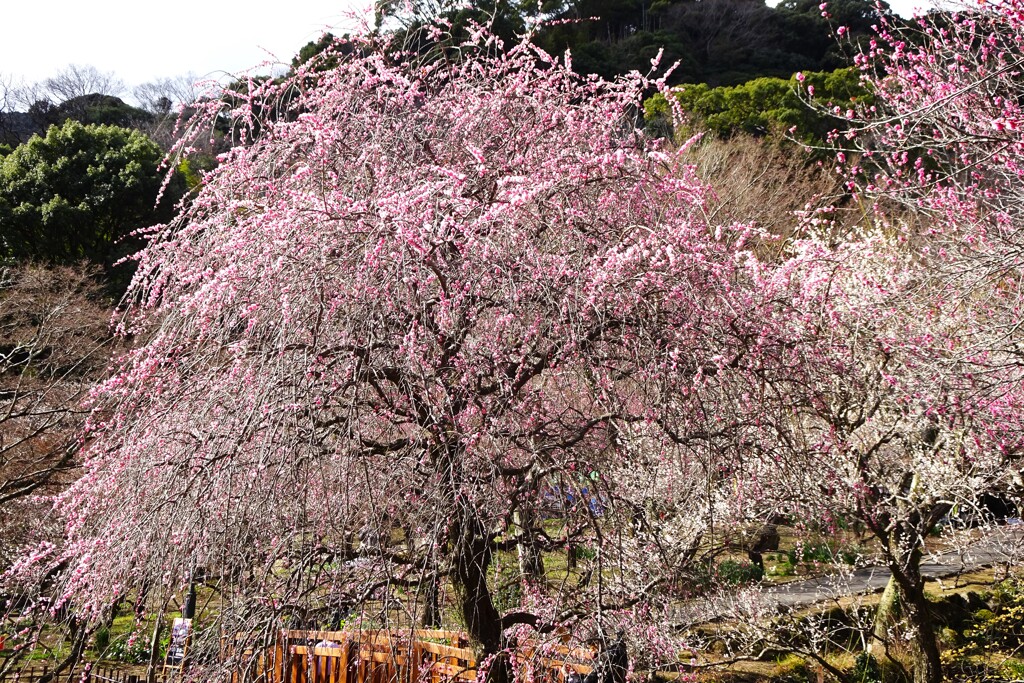 熱海梅園 (4)