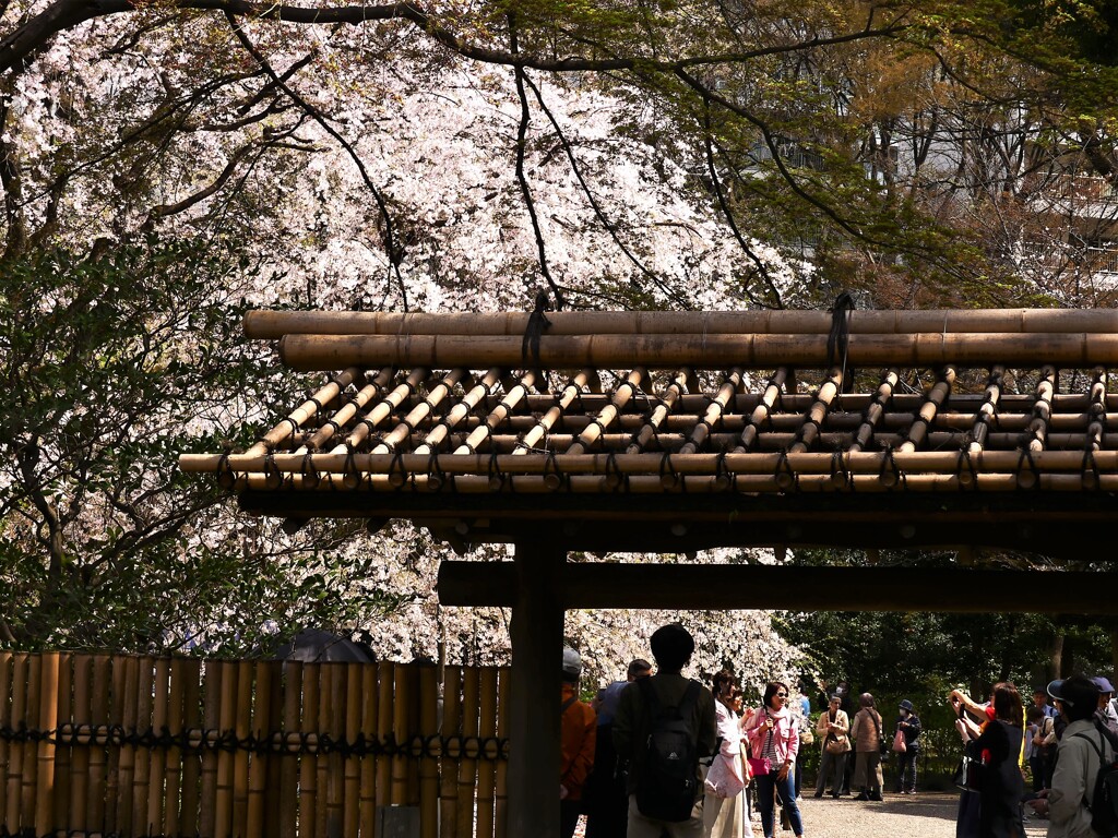 六義園の枝垂れ桜 (5)