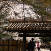 六義園の枝垂れ桜 (5)