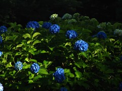 紫陽花の咲く公園 (4)