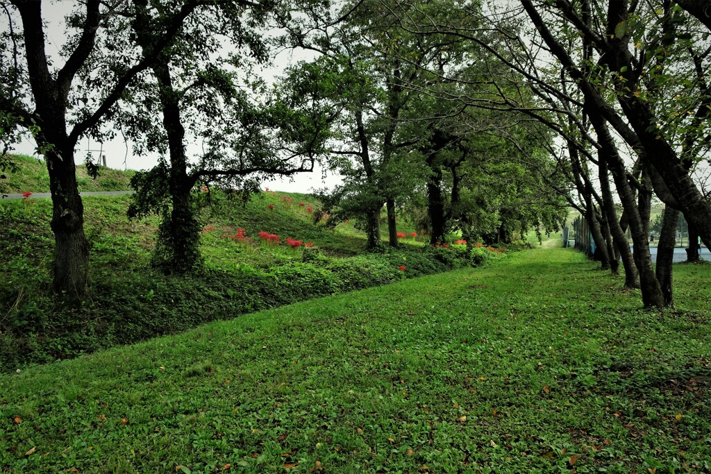 秋ヶ瀬公園①