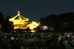 上野不忍池 (4)