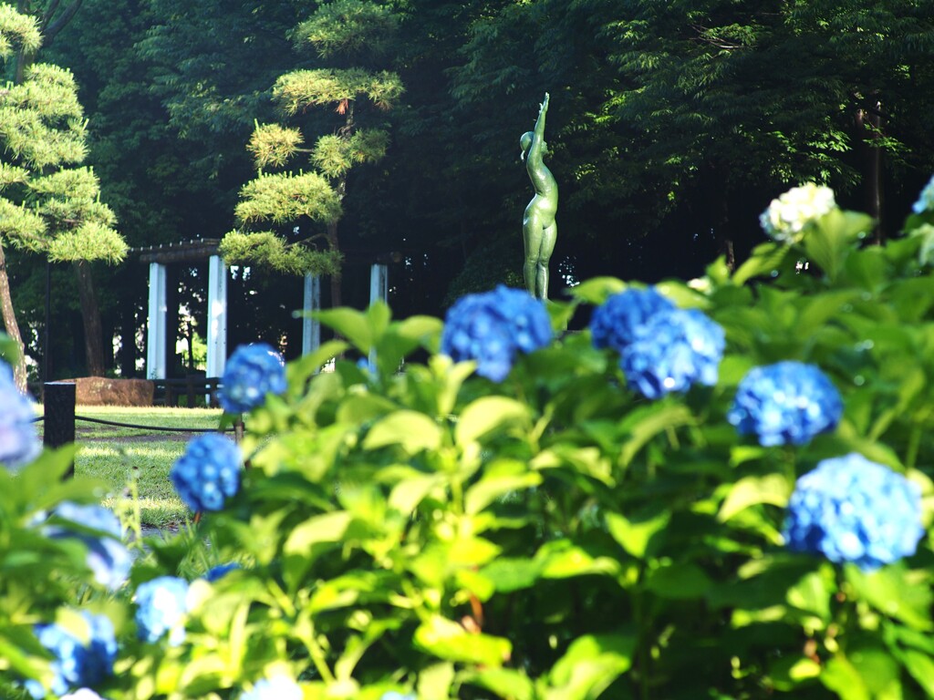 紫陽花の咲く公園 (5)
