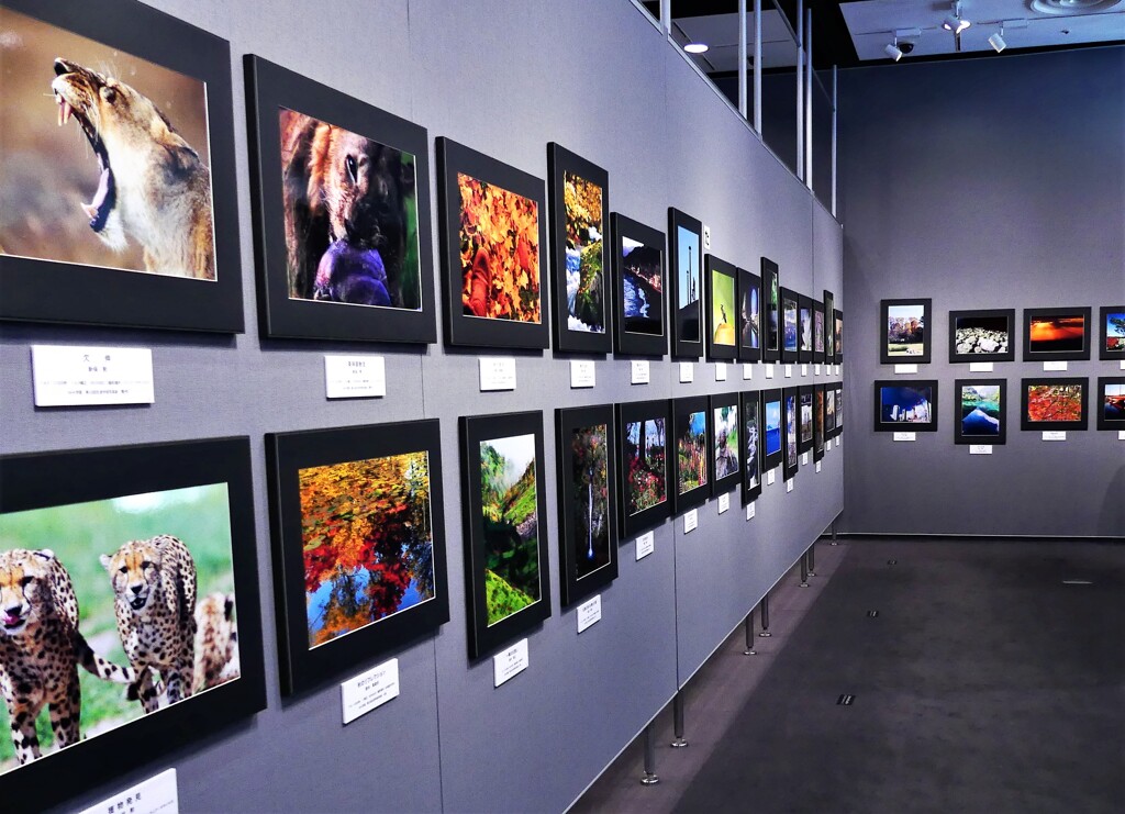 NHK学園生涯学習写真展 (3)  