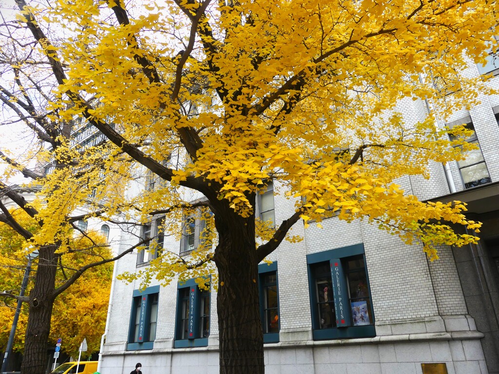 銀杏並木 (2)