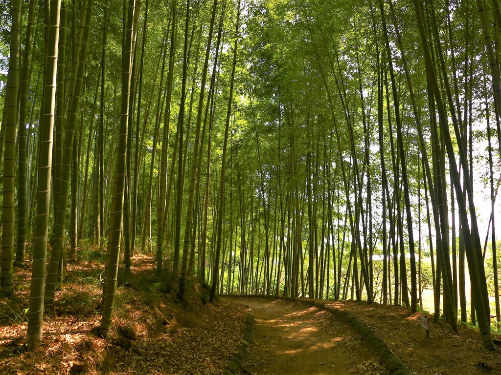 あけぼの山農業公園 (8)