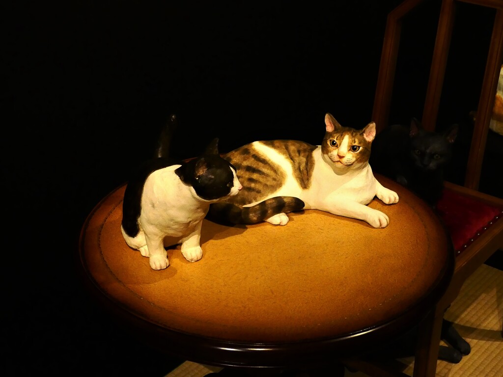 猫 (1)