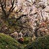 六義園の枝垂れ桜 (3)