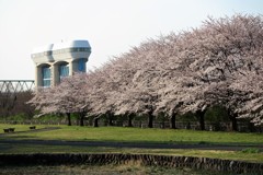 水門と桜のある風景