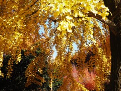 晩秋の公園にて (3)
