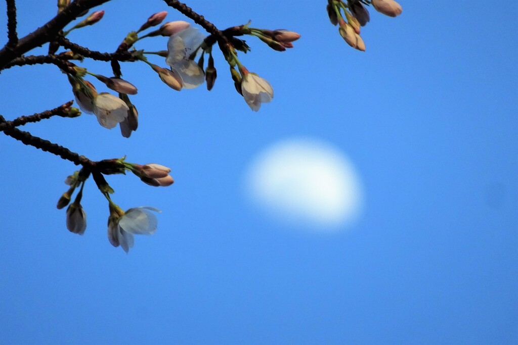 月見桜 (2)