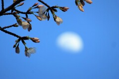 月見桜 (2)