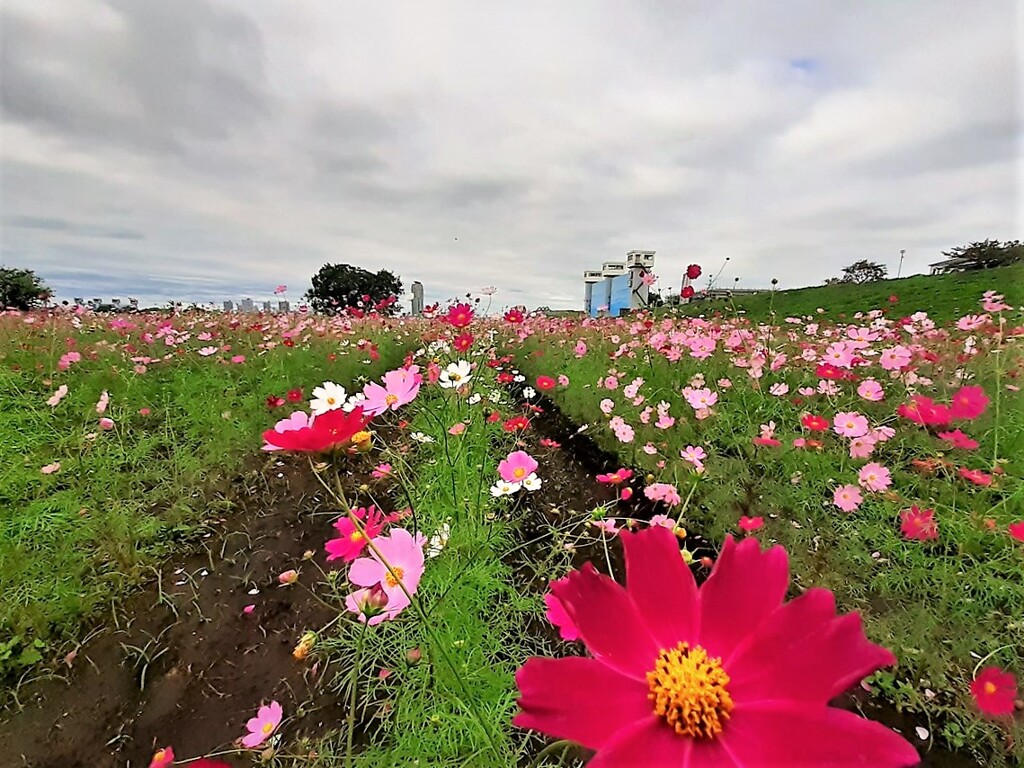 秋桜①