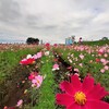 秋桜①