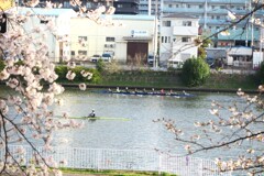 戸田漕艇場の春 (2)