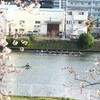 戸田漕艇場の春 (2)