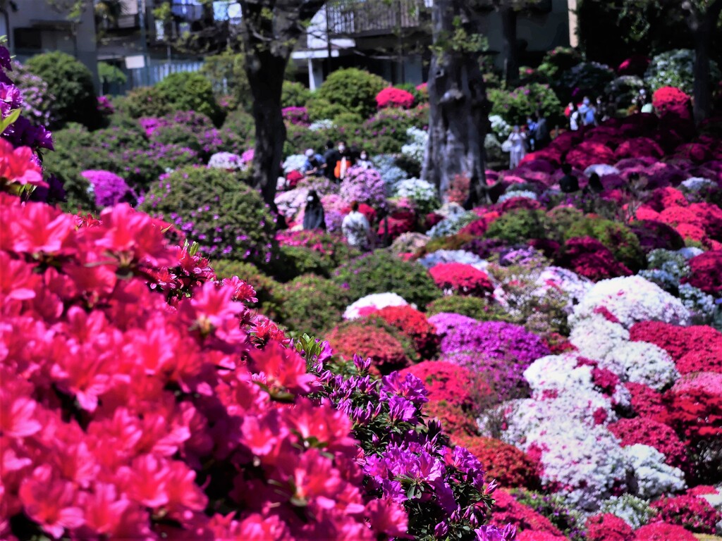 根津神社⑤