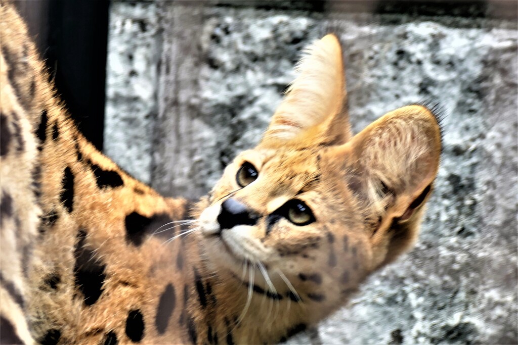 サーバルキャット③