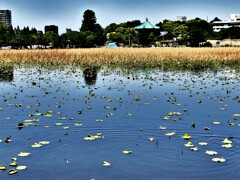 夏の準備