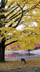 奈良の秋　（ｆｉｎ）