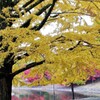 奈良の秋　（ｆｉｎ）