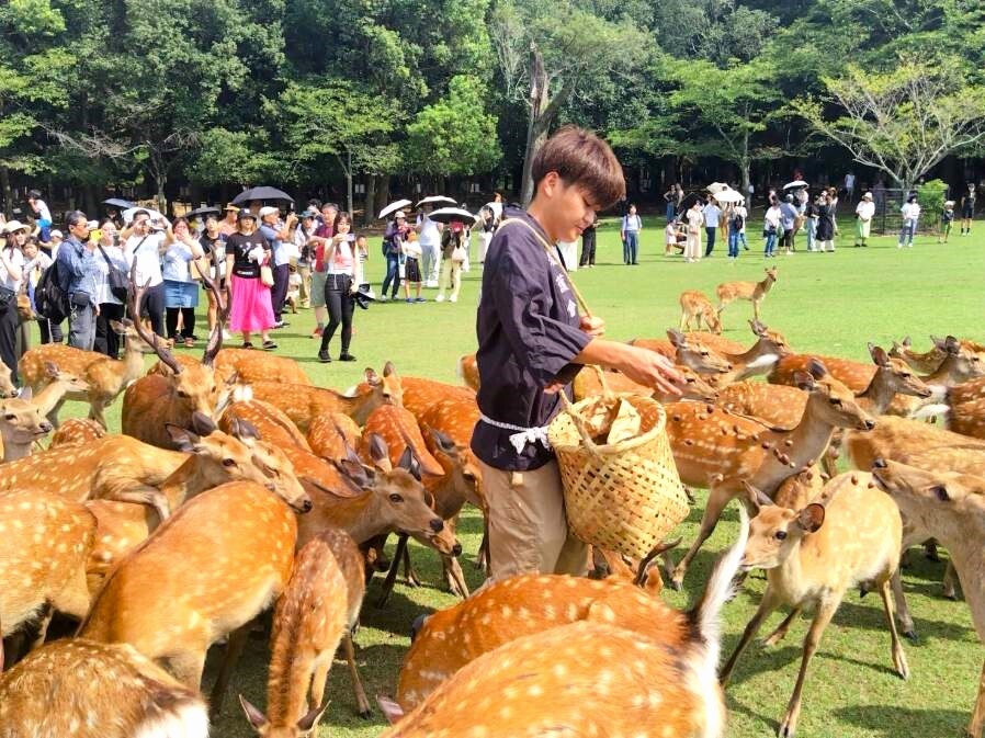 鹿寄せ