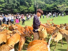 鹿寄せ
