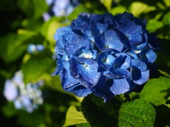 紫陽花の咲く公園 (2)