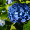 紫陽花の咲く公園 (2)