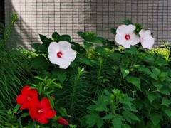 紅白
