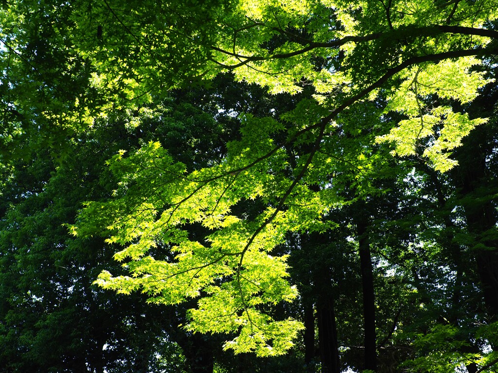 上尾円山公園散策 (1)